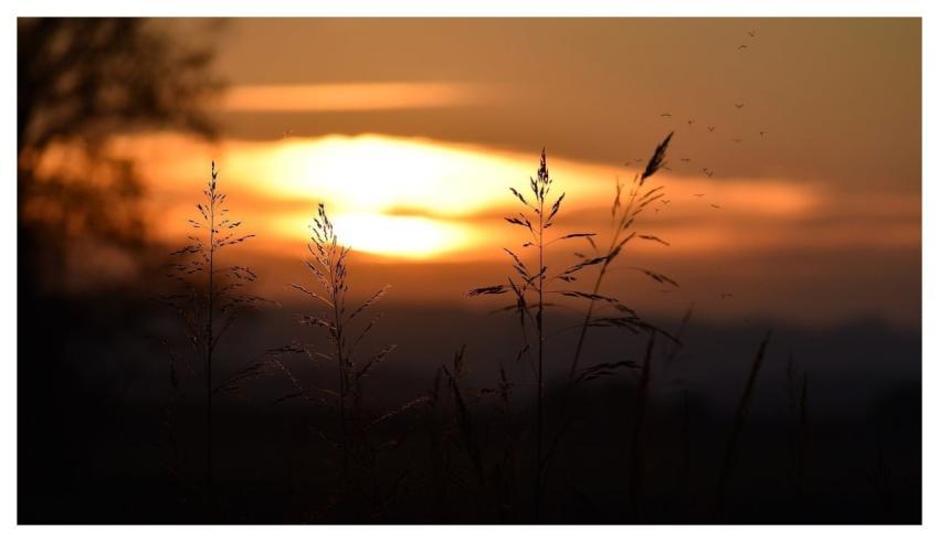 Meadow Dry Grass Autumn October
