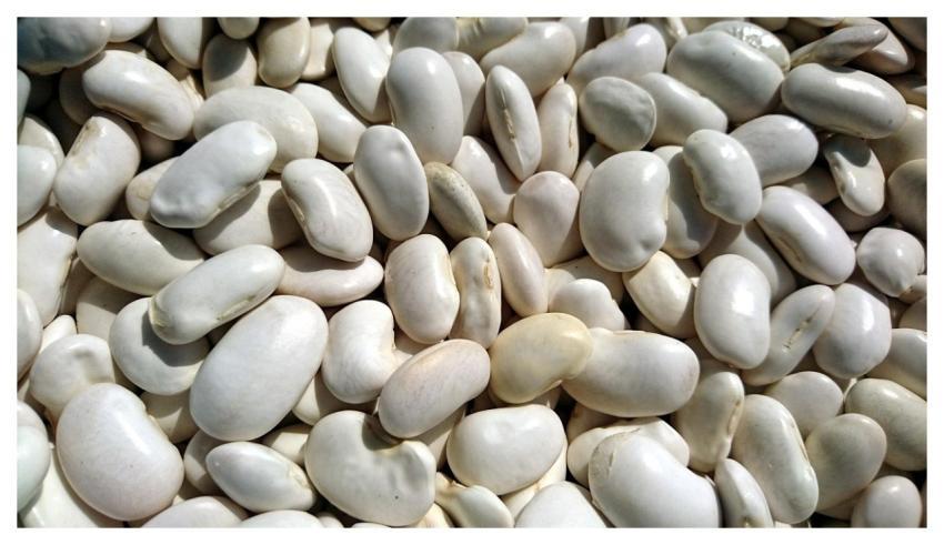 Beans Nature Health Harvest