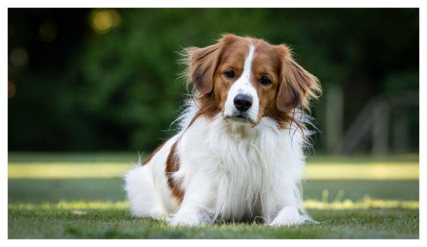 Waterbound Netherlands Kooikerhondje Tommie