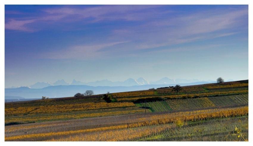 Alsace Vines Fall Alps