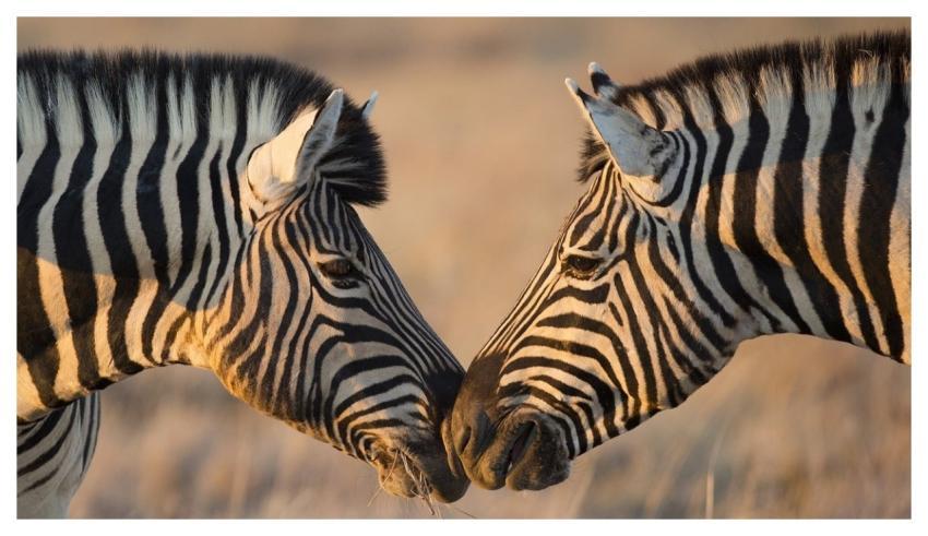 Zebres Savane Nature Wildlife