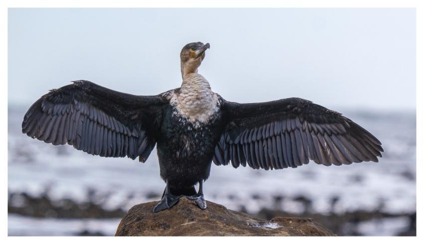 Cormorant Nature Bird Wildlife