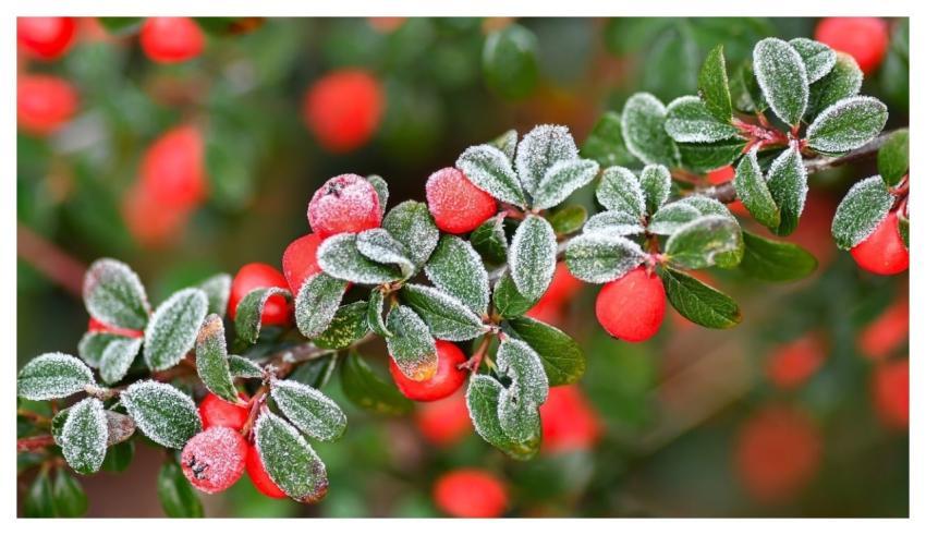 Cotoneaster Berries Red Frost