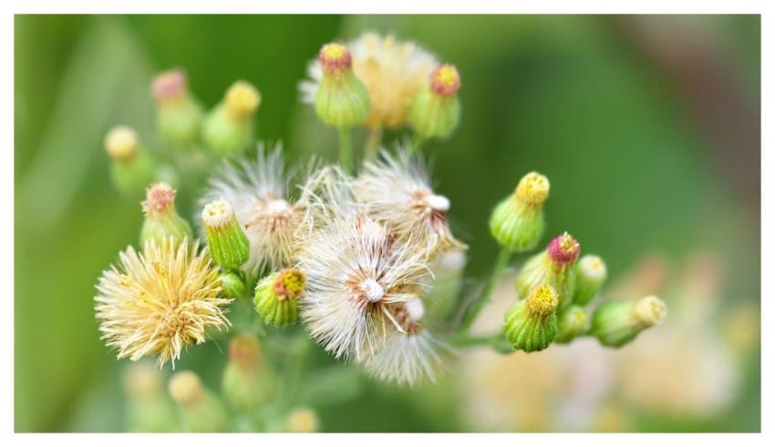 Fleabane Plant Savage Fluffy