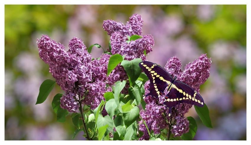 Butterfly Nature Insect Fauna