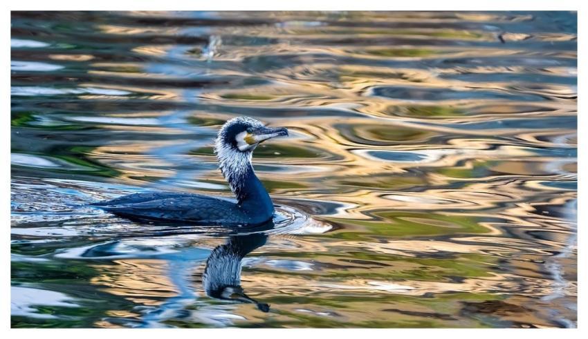 Cormorant Nature Bird Animal