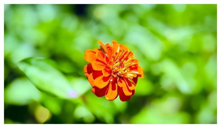 Zinnia Hd Wallpaper Natural Flower Wallpaper