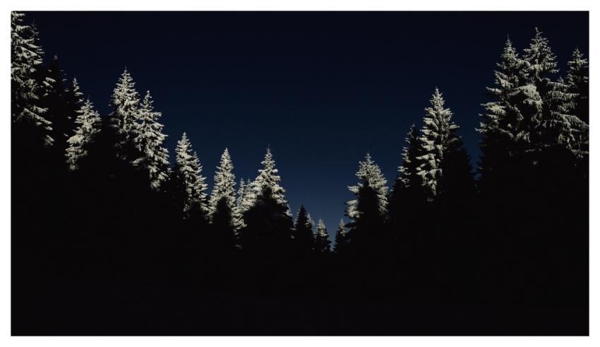 Trees Silhouettes Woods Forest