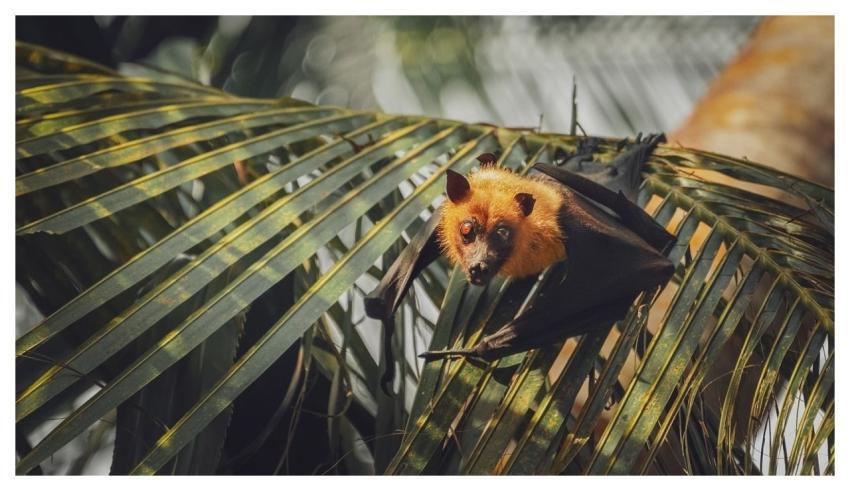 Bat Nature Animal Wings