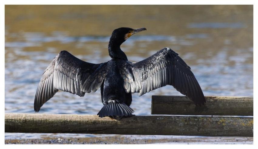 Cormorant Bird Wings Water Net
