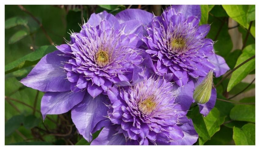 Clematis Blossom Bloom Nature