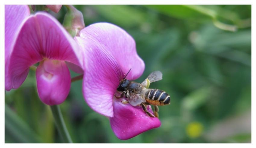 Mortar Bee Insect Entomology Leaf Pea