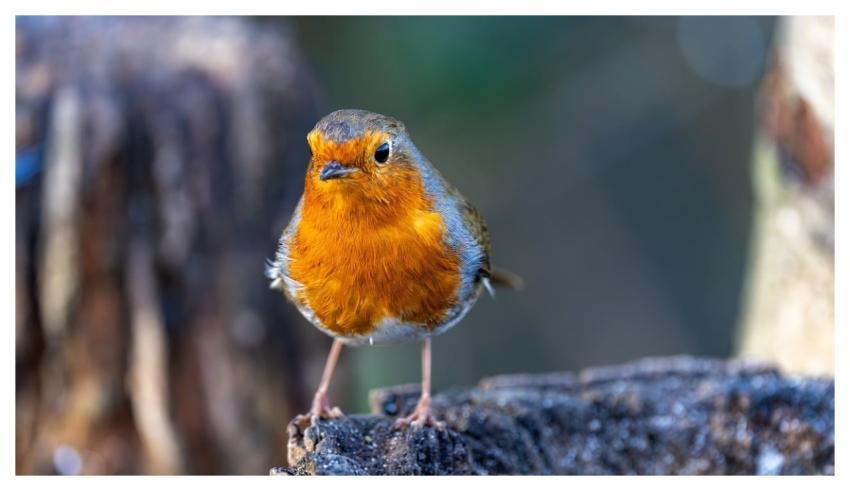 Bird Robin Winter Nature