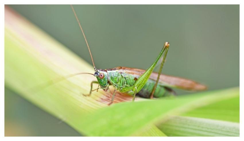 Grasshopper Insect Nature Macro