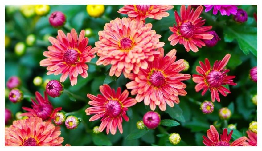 Nature Garden Flora Blossom