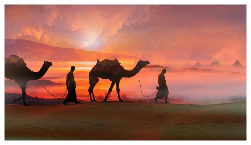 Camels Windows Wallpaper Mac Wallpaper 4K Wallpape