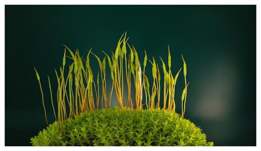 Moss Forest Floor Forest Plant