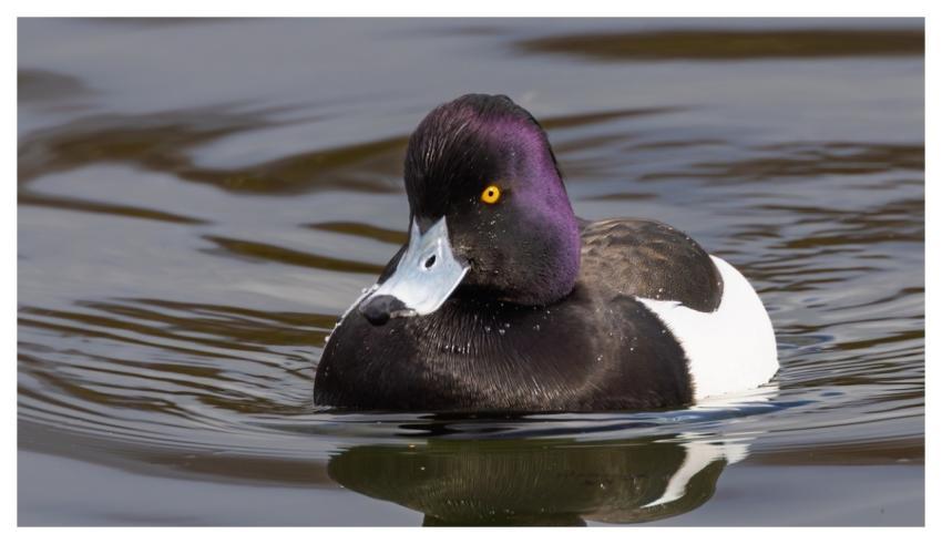 Tufted Duck Nature Duck Waterfowl