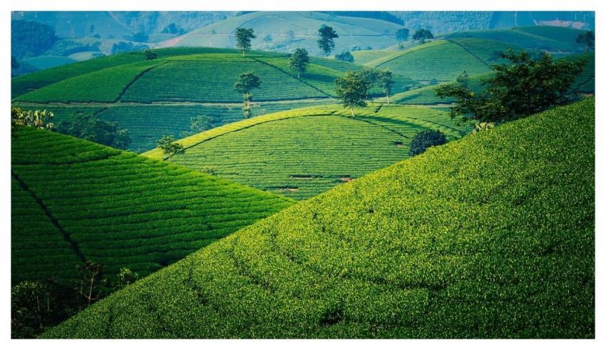 Tea Green Hill Mountain