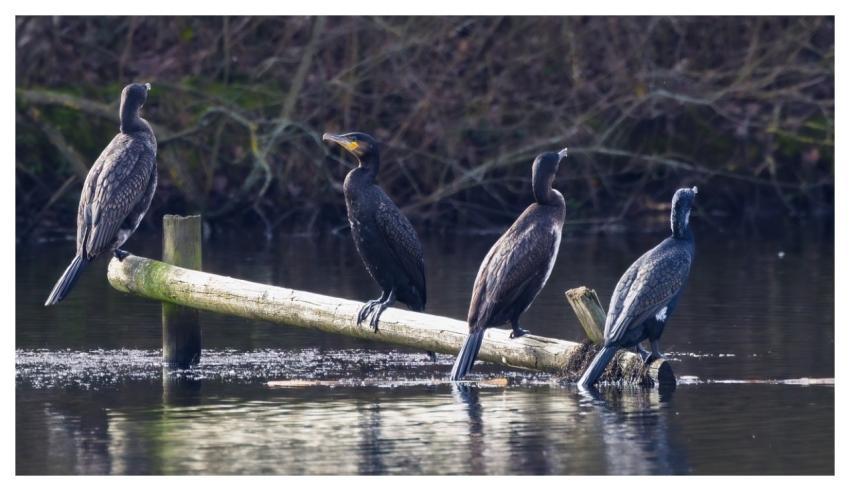 Cormorant Birds Waterfowl Nature