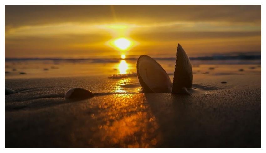 Shell Beach Sea Sunrise