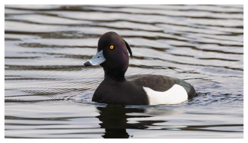 Duck Water Bird Tufted Duck Nature