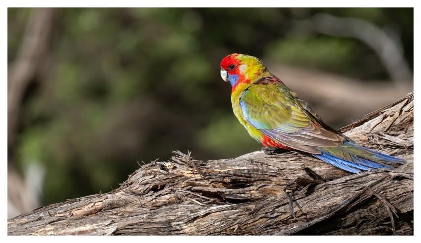 Pennant's Parakeet Parakeet Nature Parrot