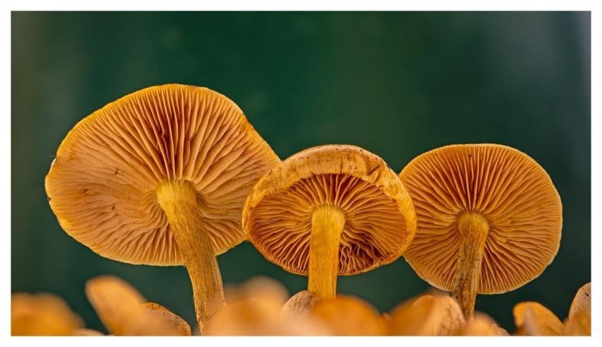 Mushrooms Slats Forest Floor Nature
