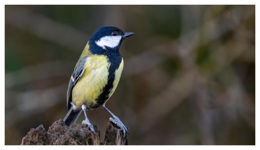 Great Tit Bird Animal Feathered