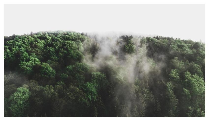 Forest Trees Fog Landscape