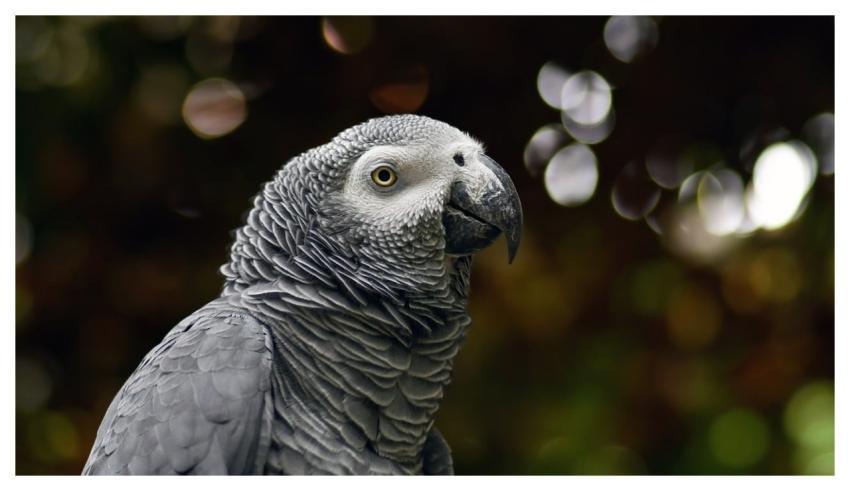 Parrot Gabon Gray Bird Animal