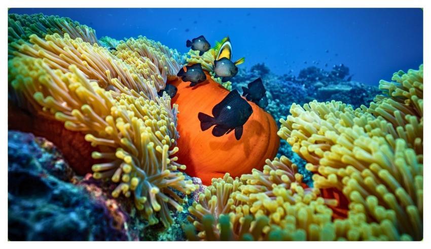 Aquarium Fish Nature Jellyfish