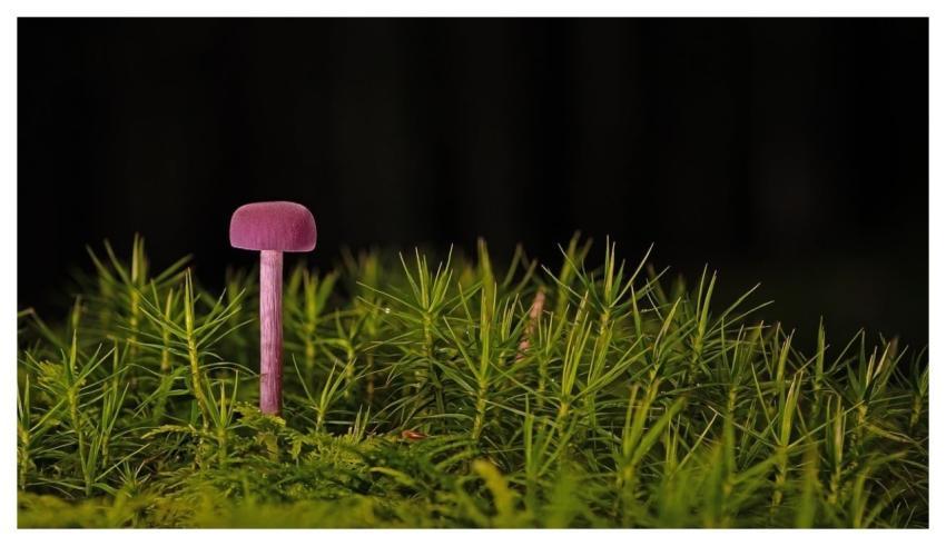 Mushroom Fall Moss Nature