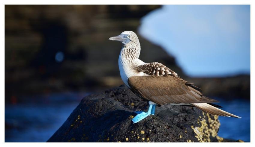Booby Bird Nature Galapagos