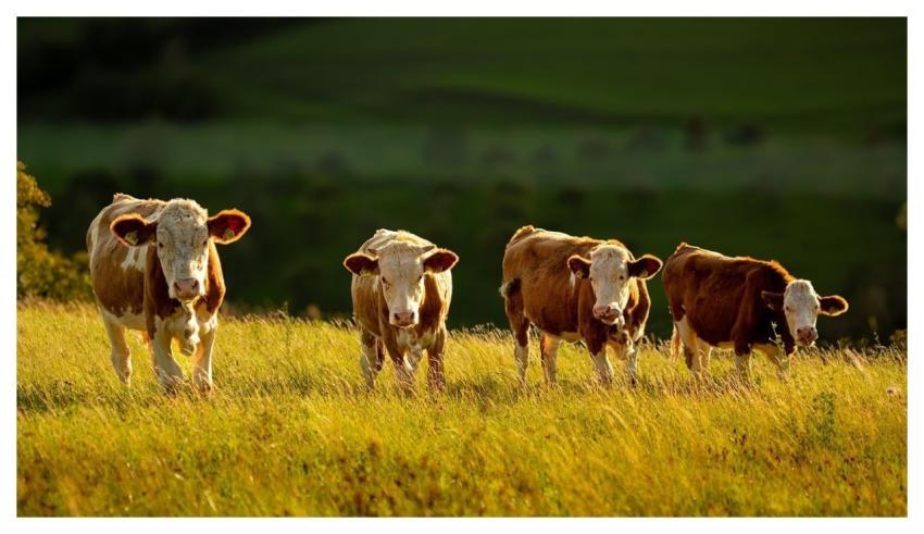 Cows Nature Agriculture Animals