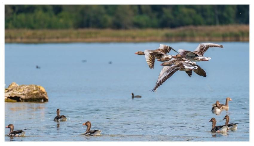 Gray Geese Bird Flight Nature Birds