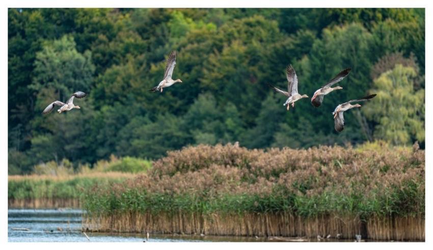 Gray Geese Waterfowl Heaven Birds