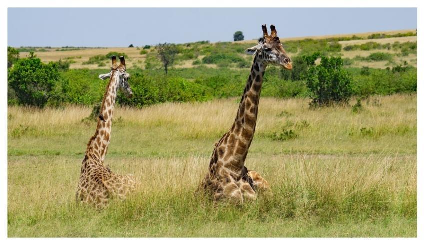 Giraffes Sitting Africa Kenya Wildlife