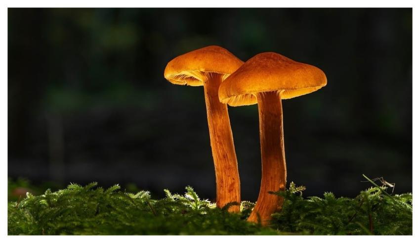 Mushroom Moss Wild Mushroom Fall