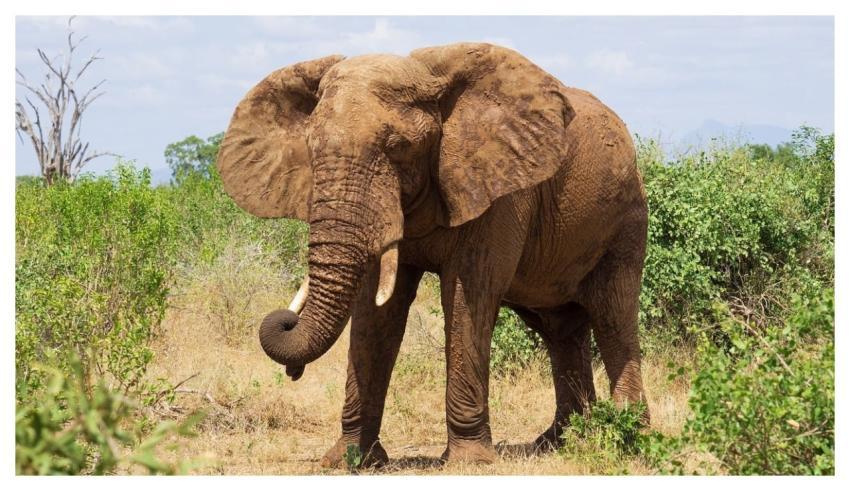 Elephant Africa Safari Wildlife