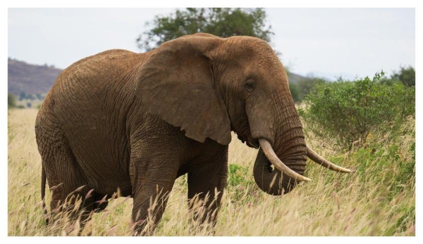 Kenya Africa Safari Elephant