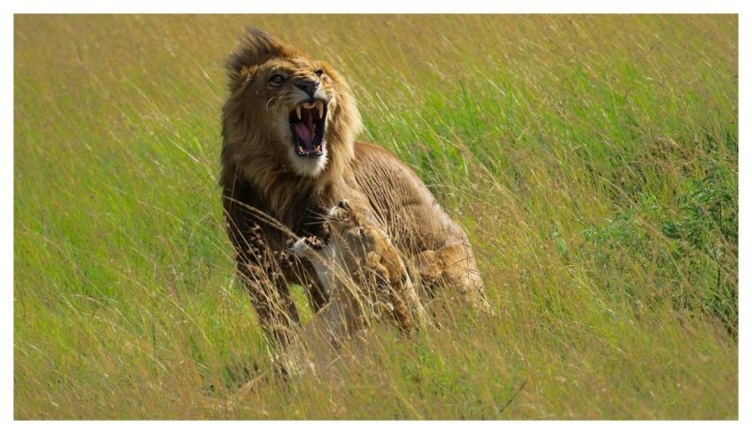 Lions King Nature Kenya