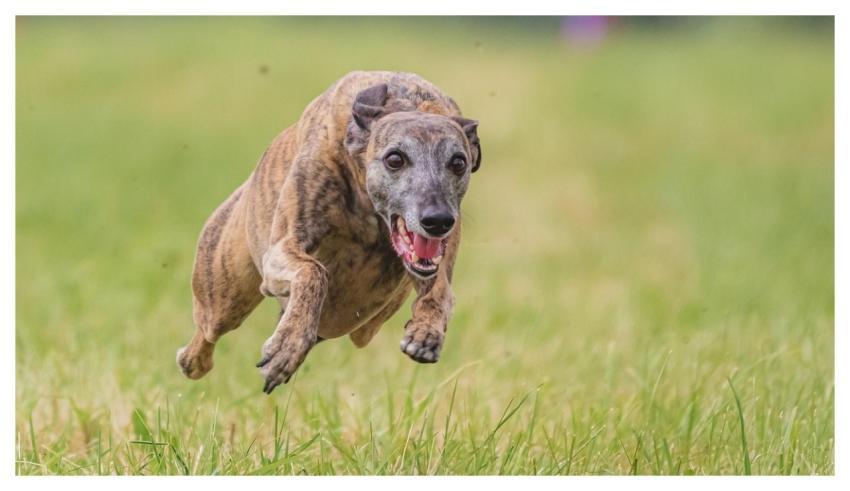 Dog Running Beautiful Field