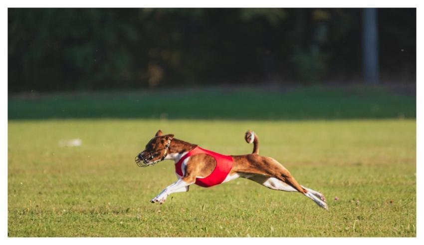 Dog Running Beautiful Pet