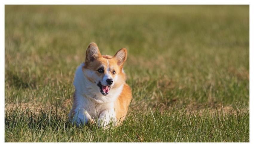 Dog Running Beautiful Pet