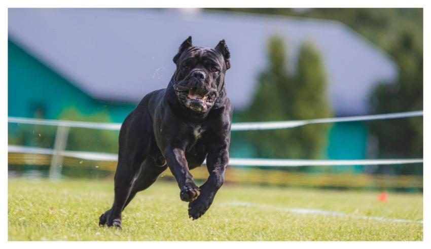 Dog Running Beautiful Field