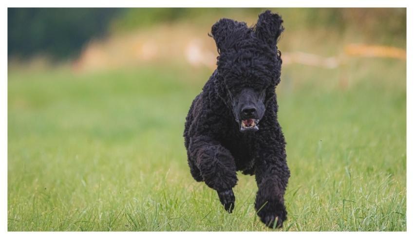 Dog Running Beautiful Field