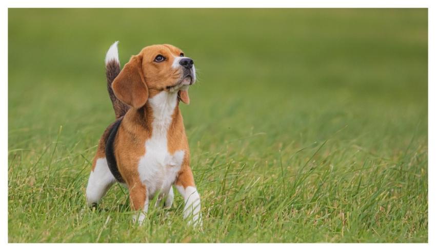 Dog Running Beautiful Animal