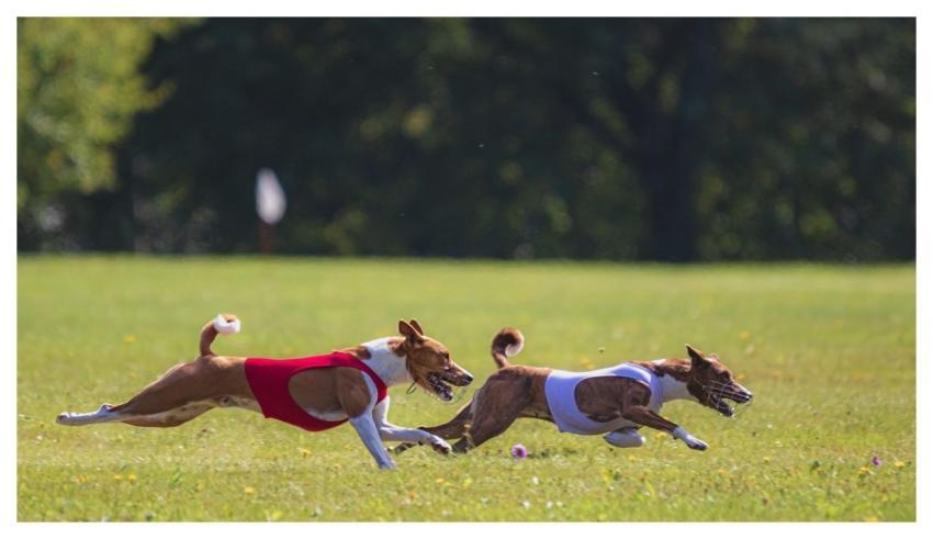 Dog Running Beautiful Field