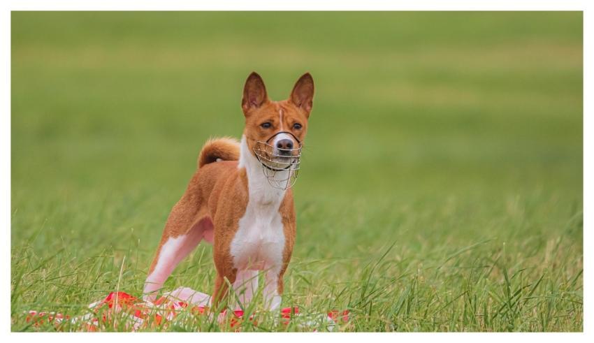 Dog Running Beautiful Field